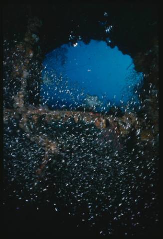 Hundreds of tiny fish swimming around the site of a wreck