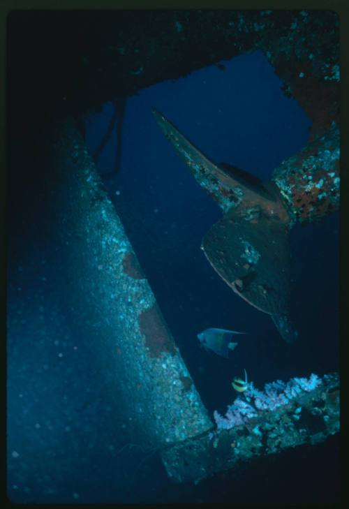 A close view of a ship propeller belonging to a shipwreck