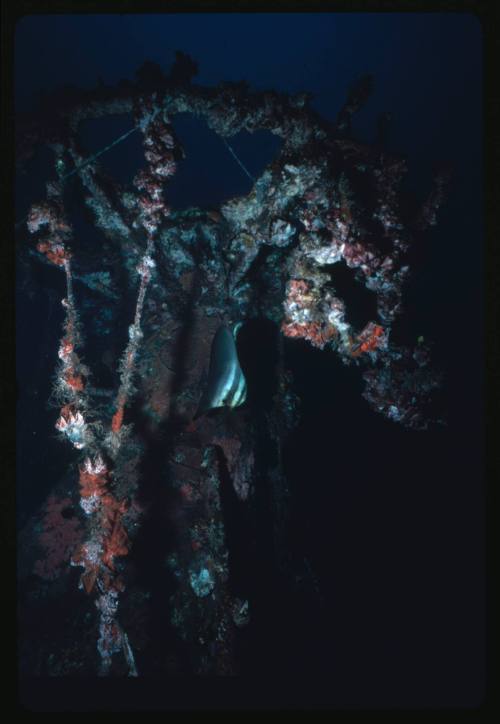 A crows nest belonging to a Japanese war time wreck located in the Simpson Harbour, Rabaul