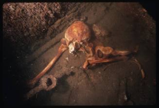 Human skull and bones at the site of a shipwreck