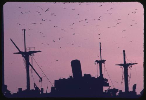 Silhouette of the wreck of the S.S. Runic on Middleton Reef at dusk