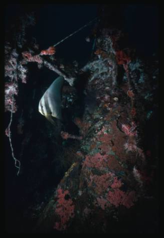 Red mast of a Japanese war wreck