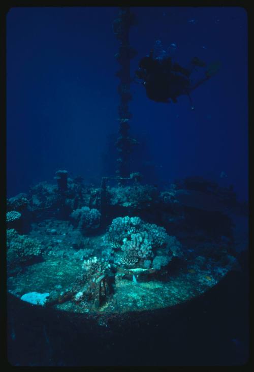 Diver above a flat round surface covered in corals