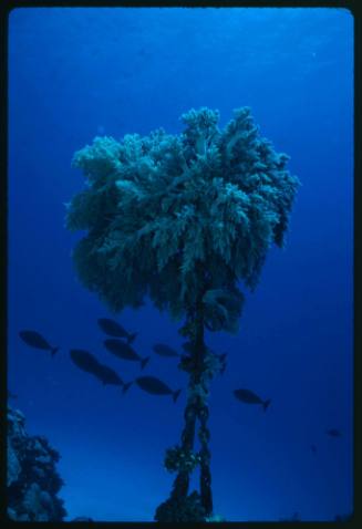 Corals growing on top of a pole