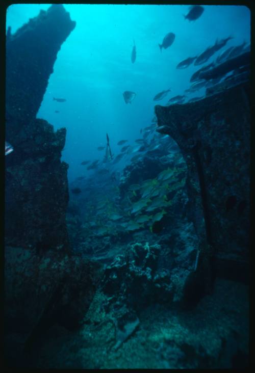 Shipwreck underwater with schools of fish