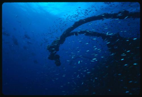 Schools of fish around shipwreck