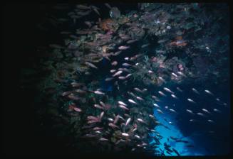 School of fish around shipwreck