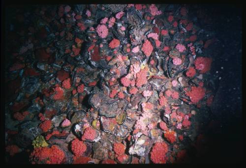 Surface covered with shellfish and red corals