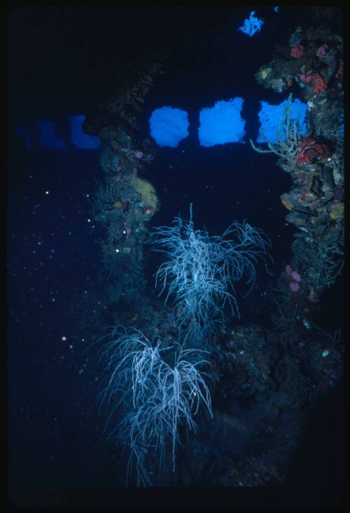 Corals growing in second class saloon of YONGALA