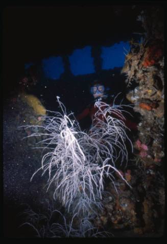 Diver in second class saloon of YONGALA