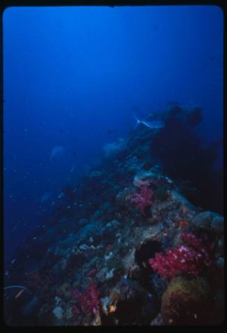 Curved area of shipwreck covered in corals
