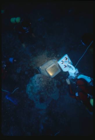 Four divers at a shipwreck