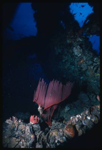 Part of shipwreck with red gorgonian coral growing on it