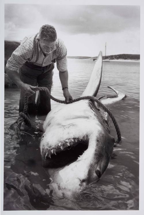 Alfred Dean with a Great White shark