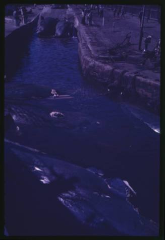 Whale carcasses at a whaling station