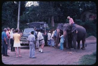 Valerie Taylor being filmed sitting on top of an elephant