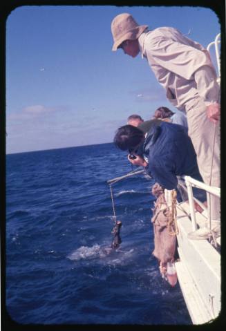 Four of the crew from the documentary Blue Water, White Death hanging bait over the side of a vessel