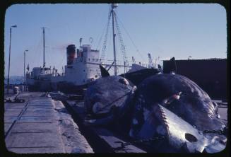 The Terrier VIII moored at the slipway of a whaling station in Durban, South Africa during the making of the Blue Water, White Death Documentary