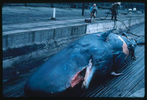 The carcass of a Sperm whale that has been mauled by a shark