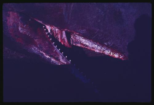 Close detailed view of the mouth of a deceased Sperm Whale