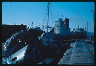 Whale carcasses at a whaling station in Durban, South Africa