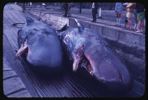 The carcasses of two sperm whales at a whaling station in Durban, South Africa