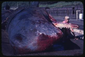 Valerie Taylor crouched down next to the carcass of a female Sperm whale