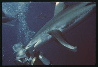 A huge Oceanic White Tip Shark nuzzles Valerie Taylor during the filming of the documentary Blue Water, White Death