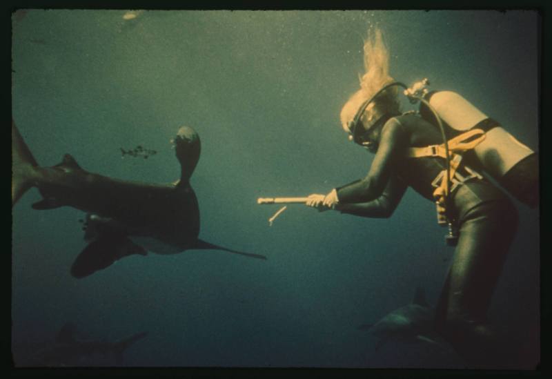 Valerie Taylor swimming amongst sharks holding out a prod as protection ...