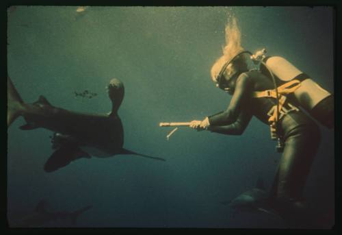 Valerie Taylor swimming amongst sharks holding out a prod as protection during the filming of the documentary Blue Water, White Death