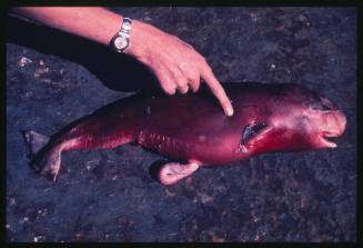 A hand touching a deceased Sperm whale fetus