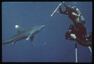 Valerie Taylor about to hit an Oceanic White Tip Shark