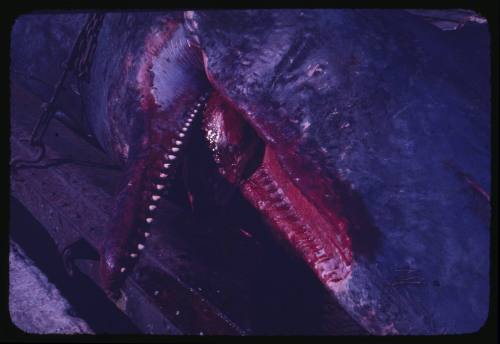 A close view of the mouth and head of a Sperm Whale carcass