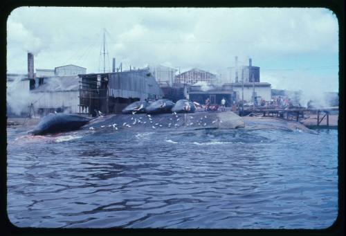 A view from the water of a whaling station in Albany, Western Australia