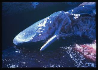 A Sperm Whale that has been eaten by a shark