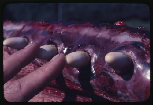 A close detailed view of the mouth and teeth of a deceased Sperm Whale being touched by a human hand