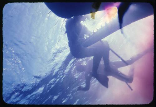 Two divers from the  Blue Water, White Death documentary crew swimming next to a Whale carcass