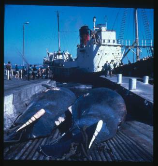 Two Sperm whale carcasses on a slipway at a whaling station in Durban, South Africa