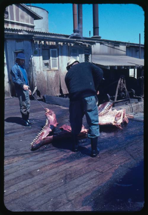 Two people at work on a whaling station