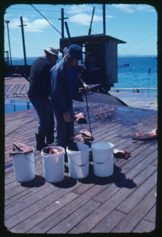 Two people at work on a whaling station filling buckets with whale parts