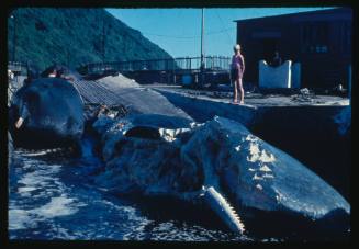 Valerie Taylor at a whaling station in Durban, South Africa looking at the carcasses of Sperm Whales that have been eaten by sharks