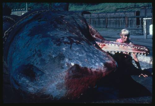 Valerie Taylor crouched down next to the carcass of a female Sperm Whale