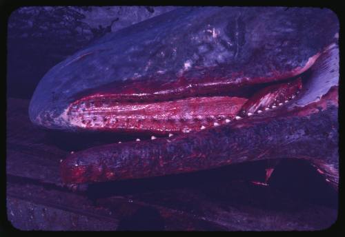 Close detailed view of the mouth of a deceased Sperm Whale