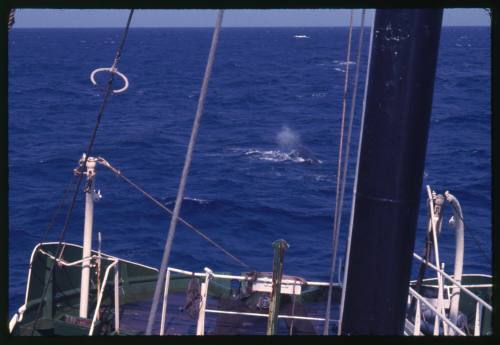 View from the Terrier VIII of a whale out at sea