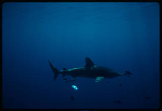 Oceanic whitetip shark accompanied by pilotfish - Stock Image - C042/5498 -  Science Photo Library