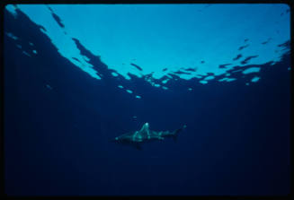 Oceanic whitetip shark swimming near the surface of water
