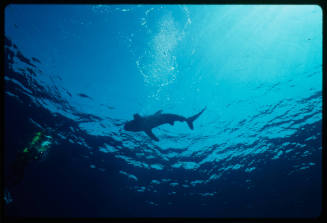 Oceanic whitetip shark swimming near surface of water
