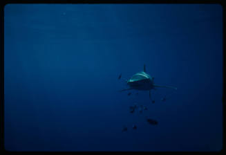 Oceanic whitetip shark and other fish swimming towards camera