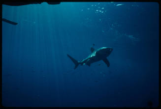 Oceanic whitetip shark swimming near hull of boat