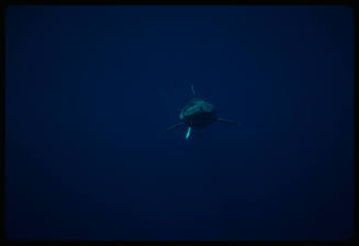 Oceanic whitetip shark swimming towards camera